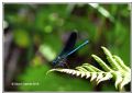 Calopteryx splendens caprai